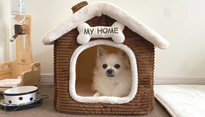 なぜ犬は新しいものにおしっこするの トイレとベッドの共通点とおしっこの防ぎ方 しゅふごころ なぜ犬は新しいものにおしっこするの トイレとベッドの共通点とおしっこの防ぎ方 しゅふごころ