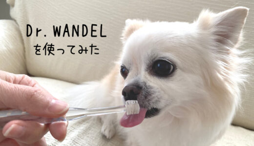 【犬の歯磨き】ドクターワンデルを使ってみた！3週間後に感じた変化とは